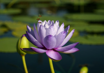 Nymphaea 'Blue Cloud'