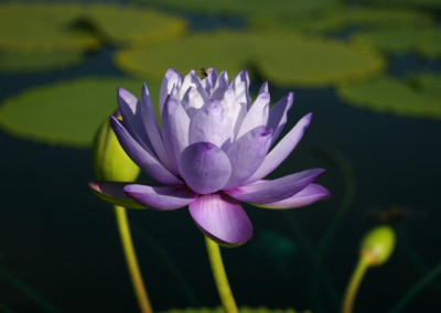 Nymphaea 'Blue Cloud'