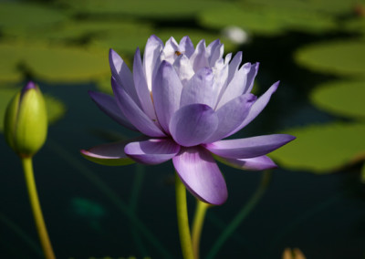 Nymphaea 'Blue Cloud'