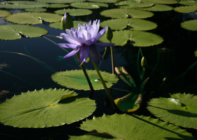 Nymphaea 'Blue Cloud'