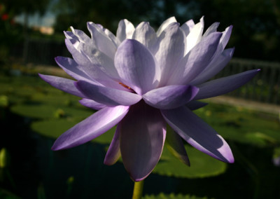 Nymphaea 'Blue Cloud'