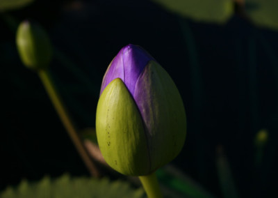 Nymphaea 'Blue Cloud'