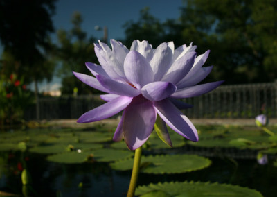 Nymphaea 'Blue Cloud'