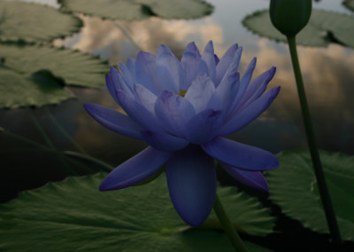 Nymphaea 'Blue Cloud'