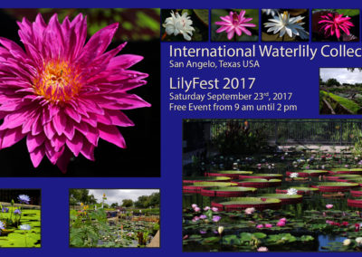 LilyFest 2017 News & Updates