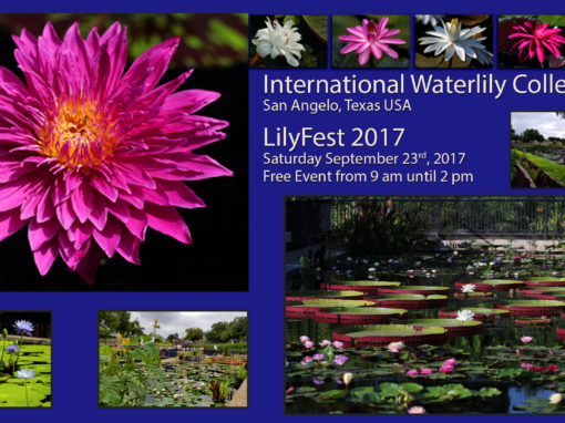LilyFest 2017 News & Updates