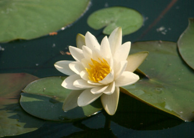 Nymphaea alba