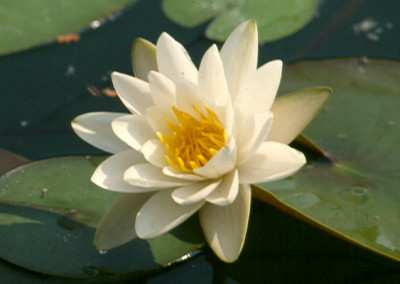 Nymphaea alba