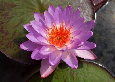 Nymphaea 'Siam Blue Hardy'