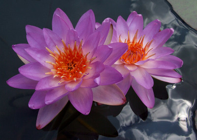 Nymphaea 'Siam Blue Hardy'