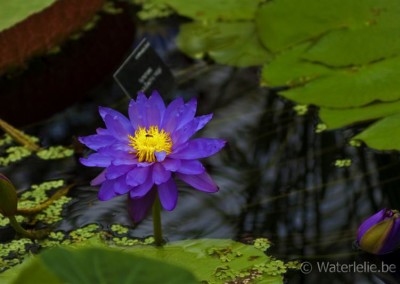 Nymphaea 'Kew's Electric Indigo'