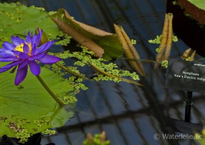 Nymphaea 'Kew's Electric Indigo'