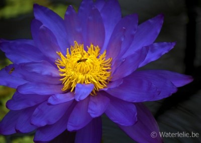 Nymphaea 'Kew's Electric Indigo'