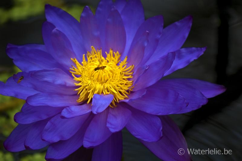 Nymphaea ‘Kew’s Electric Indigo’