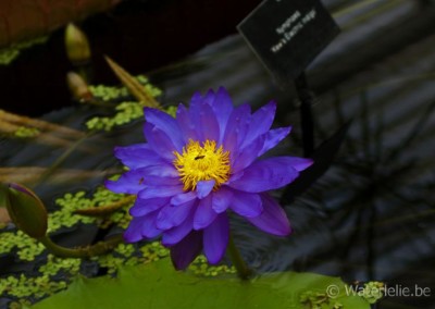 Nymphaea 'Kew's Electric Indigo'