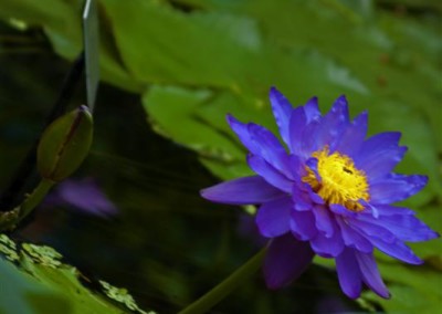 Nymphaea 'Kew's Electric Indigo'