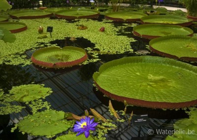 Nymphaea 'Kew's Electric Indigo'