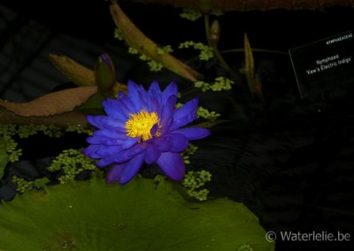 Nymphaea 'Kew's Electric Indigo'