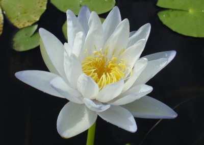 Nymphaea gigantea 'Albert de Lestang'