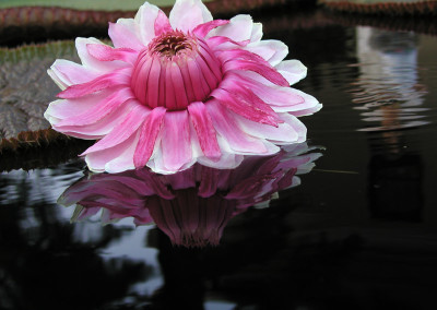 Victoria amazonica