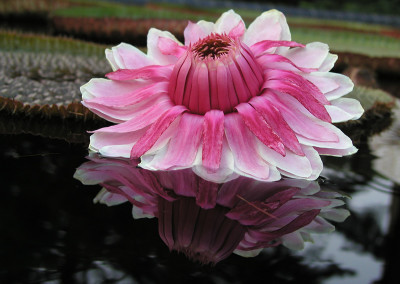 Victoria amazonica