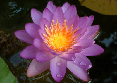 Nymphaea 'Siam Blue Hardy'