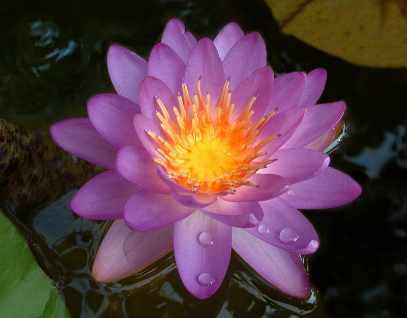 Nymphaea ‘Siam Blue Hardy’