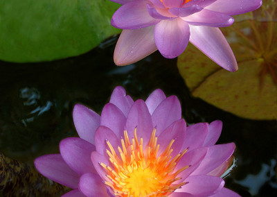 Nymphaea 'Siam Blue Hardy'