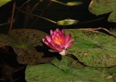 Nymphaea 'Siam Pink'