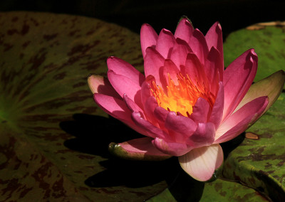 Nymphaea 'Siam Pink'