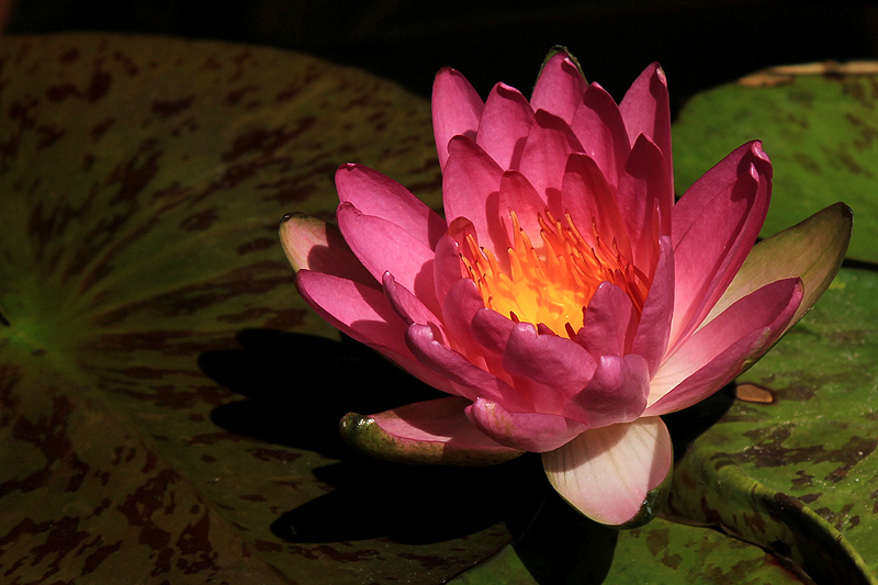 Nymphaea ‘Siam Pink’