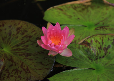 Nymphaea 'Siam Pink'