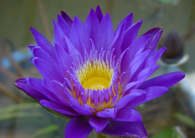 Nymphaea 'King of the Blues'