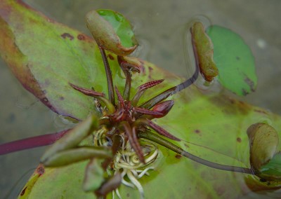 Nymphaea 'Daubenyana'