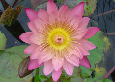 Nymphaea 'Albert Greenberg'