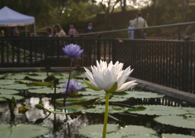 LilyFest 2007