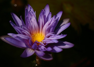 Nymphaea 'Alexis'