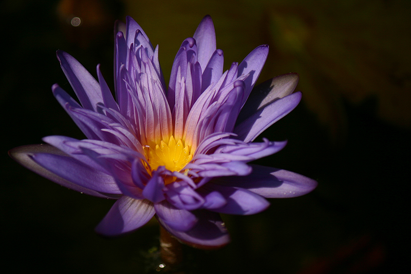 Nymphaea ‘Alexis’ | International Waterlily Collection