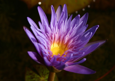 Nymphaea 'Alexis'