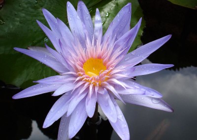 Nymphaea ‘Alexis’