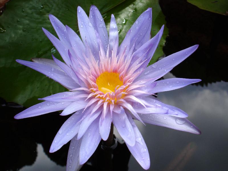 Nymphaea ‘Alexis’