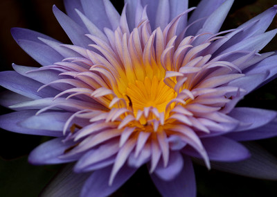 Nymphaea 'Alexis'