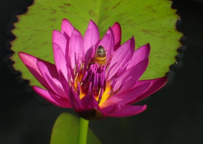 Nymphaea ‘American Beauty’