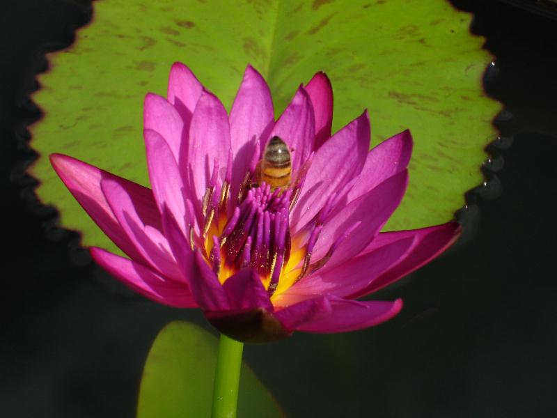 Nymphaea ‘American Beauty’