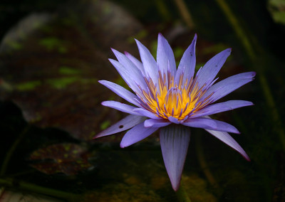 Nymphaea 'Anconas'