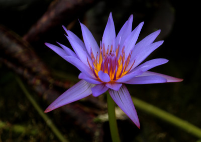 Nymphaea ‘Anconas’