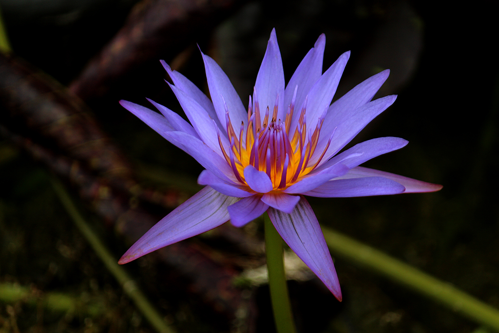 Nymphaea ‘Anconas’