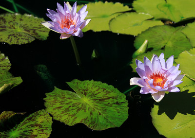 Nymphaea 'Angela'