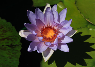 Nymphaea 'Angela'