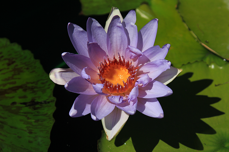 Nymphaea ‘Angela’